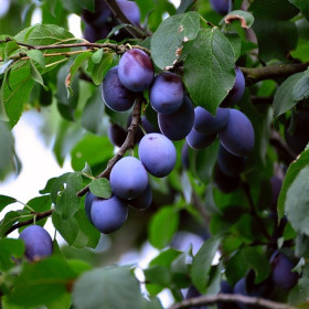 Prun "Blue Damson" - Pom Fructifer Anul 3