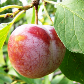 Prun "Renglot Rosu" - Pom Fructifer Anul 3