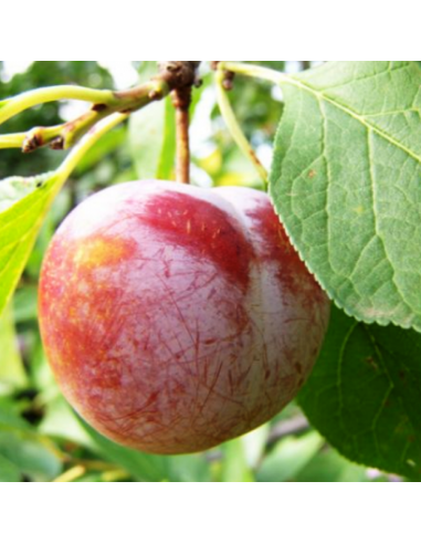 Prun "Renglot Rosu" - Pom Fructifer Anul 3