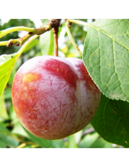 Prun "Renglot Rosu" - Pom Fructifer Anul 3