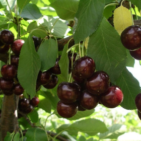 Vișin "Achat" - Pom Fructifer Anul 3