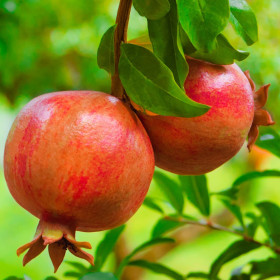 Rodiu Altoit - Pom Fructifer Anul 4 - 200cm