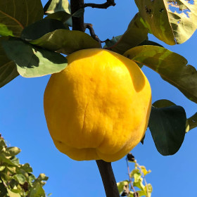Gutui  "de  Huși" - Pom Fructifer Anul 3