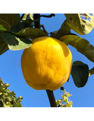Gutui  "de  Huși" - Pom Fructifer Anul 3