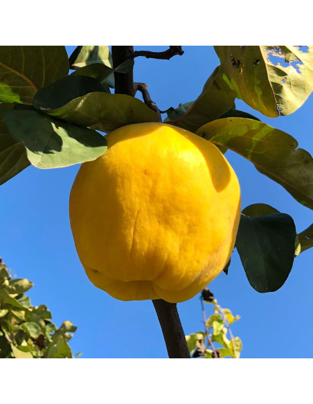Gutui  "de  Huși" - Pom Fructifer Anul 3