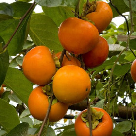 Kaki "Tipo" - Pom Fructifer An 3-4 (180cm)