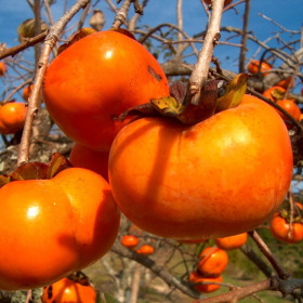 Kaki "Fuyu" - Pom Fructifer An 3-4 (180cm)