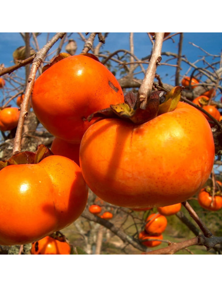 Kaki "Fuyu" - Pom Fructifer An 3-4 (180cm)