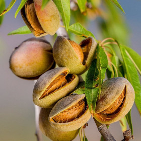 Migdal "Prunus Dulcis" - Pom Fructifer An 3