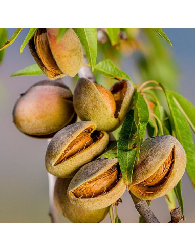 Migdal "Prunus Dulcis" - Pom Fructifer An 3