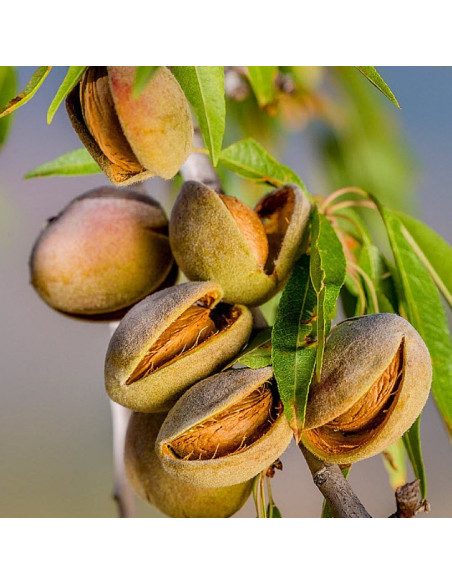 Migdal "Prunus Dulcis" - Pom Fructifer An 3