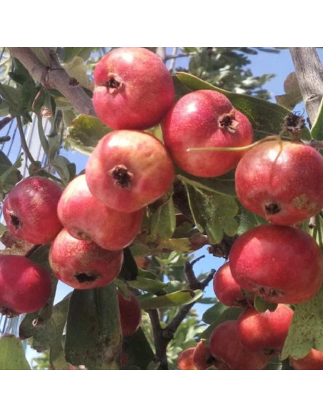 Moșmon Mediteranean - Pom Fructifer An 3