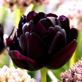 Lalele Batute "Black Hero" 5 Bulbi/Pachet