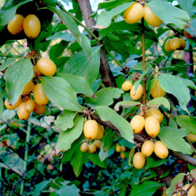 Corn Galben - Pom Fructifer An 3