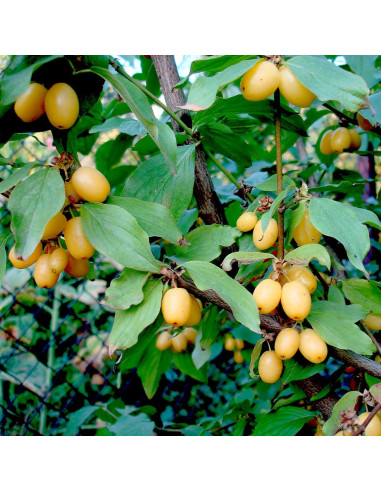 Corn Galben - Pom Fructifer An 3