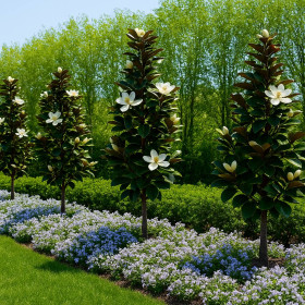 Magnolia Grandiflora Little Gem - Ghiveci 5L - 50-60 cm