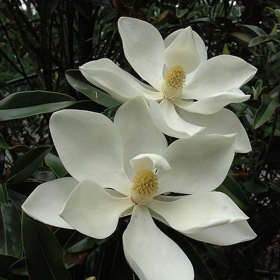 Magnolia Grandiflora Little Gem - Ghiveci 5L - 50-60 cm 2