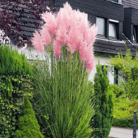 Iarba de Pampas "Cortaderia Rosea” - Ghiveci P9