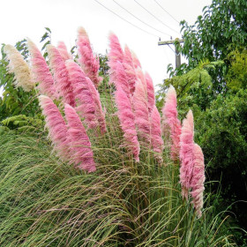 Iarba de Pampas "Cortaderia Rosea” - Ghiveci P9 2