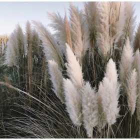 Iarba de Pampas "Cortaderia Silver” - Ghiveci P9 2