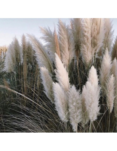 Iarba de Pampas "Cortaderia Silver” - Ghiveci P9