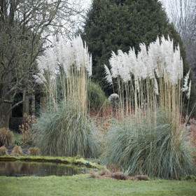 Iarba de Pampas "Cortaderia Silver” - Ghiveci P9