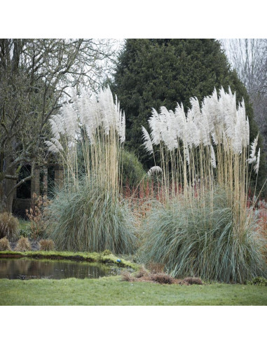 Iarba de Pampas "Cortaderia Silver” - Ghiveci P9