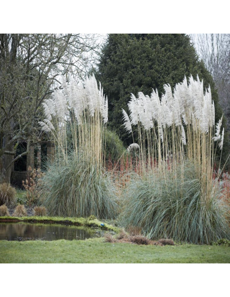 Iarba de Pampas "Cortaderia Silver” - Ghiveci P9