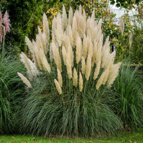 Iarba de pampas Pitica "Pumnila” - Ghiveci P9