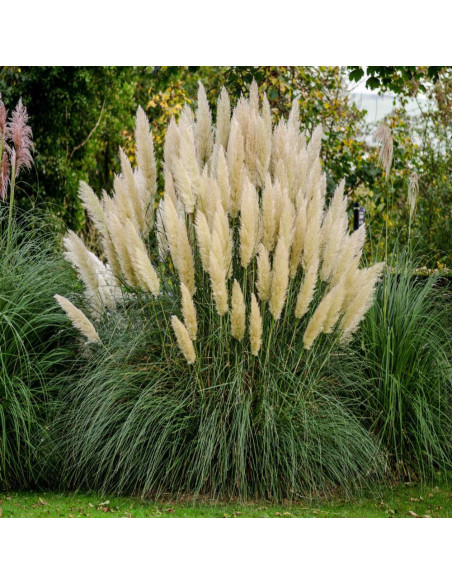 Iarba de pampas Pitica "Pumnila” - Ghiveci P9