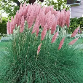 Iarba de Pampas " Selloana Rosea" - Ghiveci P9
