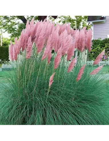 Iarba de Pampas " Selloana Rosea" - Ghiveci P9