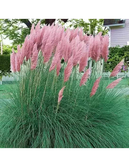 Iarba de Pampas " Selloana Rosea" - Ghiveci P9