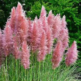 Iarba de Pampas " Selloana Rosea" - Ghiveci P9 2