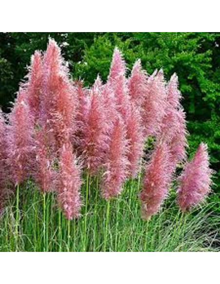 Iarba de Pampas " Selloana Rosea" - Ghiveci P9