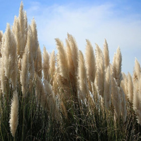 Iarba de Pampas "Green Sun” - Ghiveci P9 2