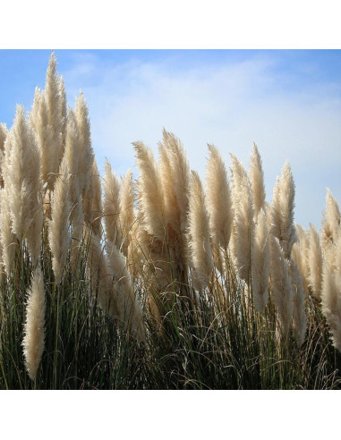 Iarba de Pampas "Green Sun” - Ghiveci P9