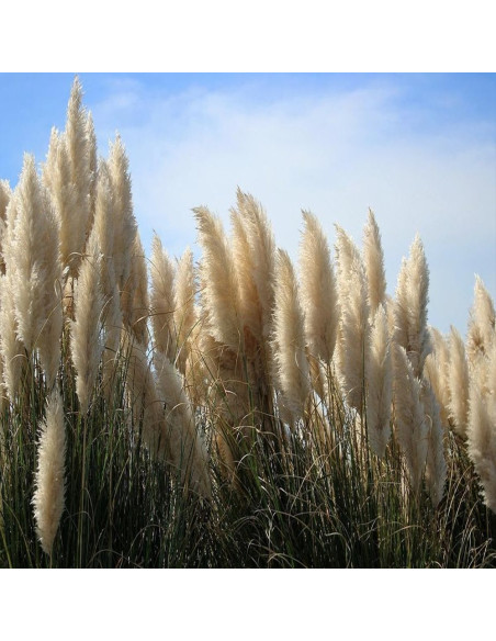 Iarba de Pampas "Green Sun” - Ghiveci P9
