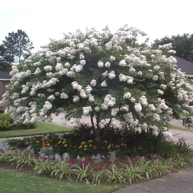 Liliac Indian Alb "Lagerstroemia Indica” - Ghiveci 3L