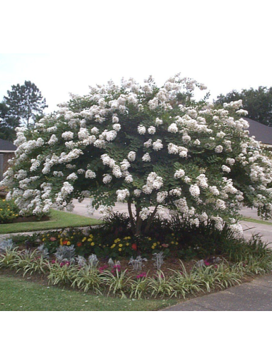 Liliac Indian Alb "Lagerstroemia Indica” - Ghiveci 3L