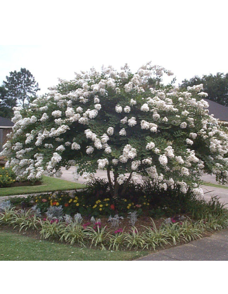 Liliac Indian Alb "Lagerstroemia Indica” - Ghiveci 3L