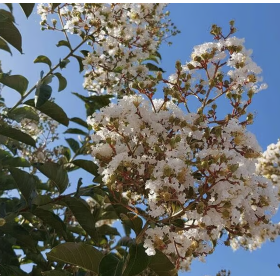 Liliac Indian Alb "Lagerstroemia Indica” - Ghiveci 3L 2