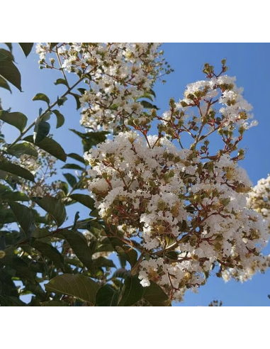 Liliac Indian Alb "Lagerstroemia Indica” - Ghiveci 3L