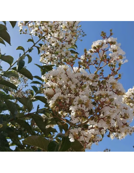 Liliac Indian Alb "Lagerstroemia Indica” - Ghiveci 3L