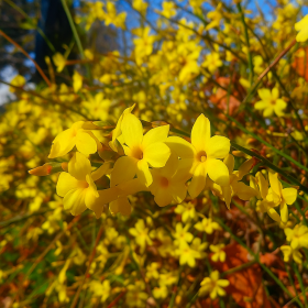 Iasomie Galbena "Nudiflorum" - Ghiveci 2L 2