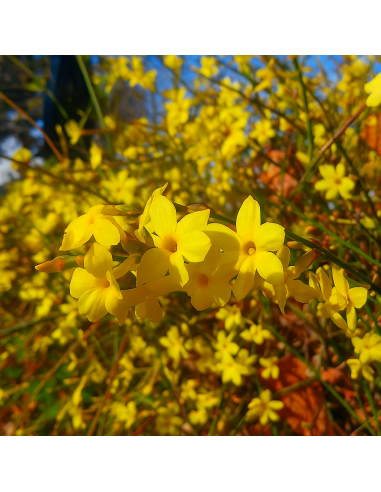 Iasomie Galbena "Nudiflorum" - Ghiveci 2L