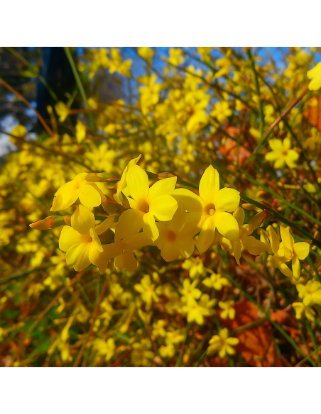 Iasomie Galbena "Nudiflorum" - Ghiveci 2L