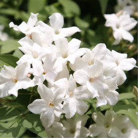 Iasomie Alba Parfumata "Officinale" - Ghiveci P9 2