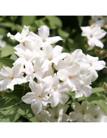 Iasomie Alba Parfumata "Officinale" - Ghiveci P9