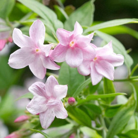 Iasomie Roz Parfumata "Summer Scent” - Ghiveci P9 2